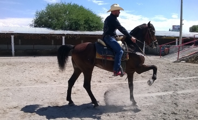  Equestrian arts 